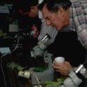 Growers using microscopes learn how to identify pests and beneficials of grapes.